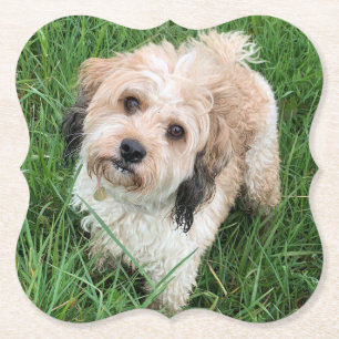 Cavapoo onderzetter