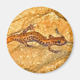 Cave Salamander Magneet