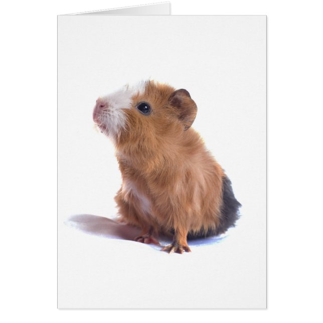 cavia (Voorkant)