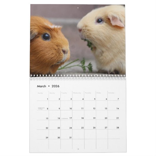 Cavia 2024 kalender (Mar 2026)