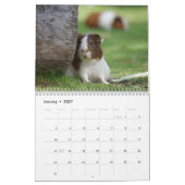Cavia 2024 kalender (Jan 2027)