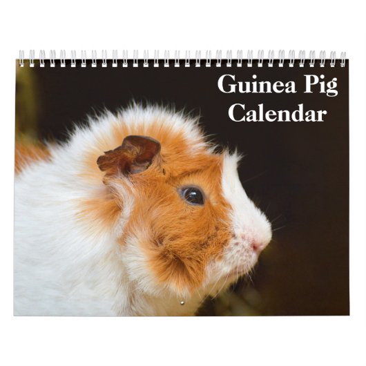 Cavia 2027 kalender (Hoes)