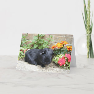 Cavia Birthday Card Kaart