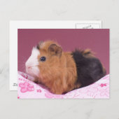 cavia briefkaart (Voorkant / Achterkant)