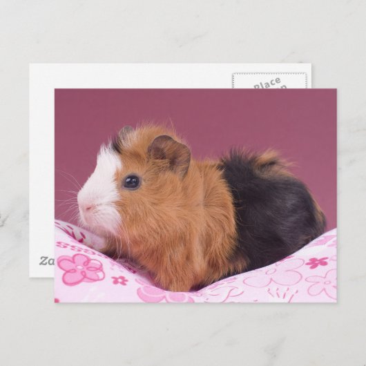 cavia briefkaart (Voorkant / Achterkant)