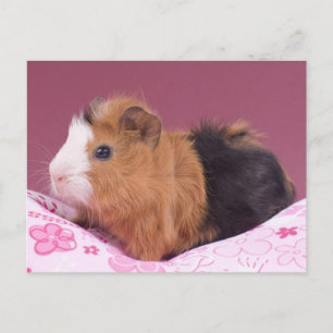 cavia briefkaart