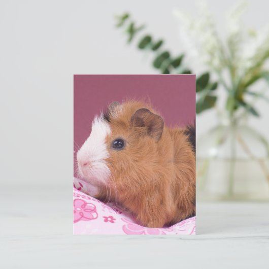 cavia briefkaart (Staand voorkant)