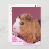 cavia briefkaart (Voorkant / Achterkant)