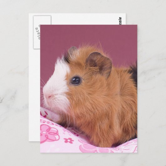 cavia briefkaart (Voorkant / Achterkant)