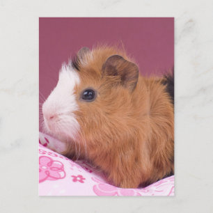 cavia briefkaart