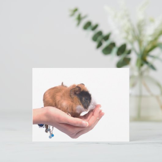 cavia briefkaart (Staand voorkant)