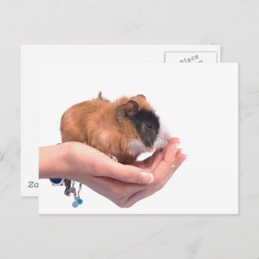 cavia briefkaart (Voorkant / Achterkant)