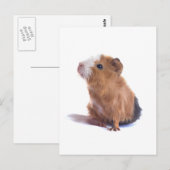 cavia briefkaart (Voorkant / Achterkant)