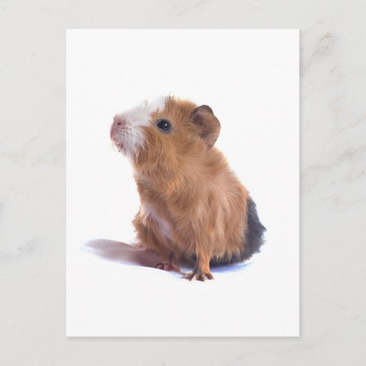 cavia briefkaart (Voorkant)
