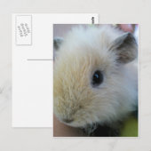 Cavia Briefkaart (Voorkant / Achterkant)