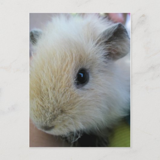 Cavia Briefkaart (Voorkant)