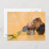 cavia briefkaart (Voorkant / Achterkant)