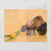 cavia briefkaart (Voorkant)