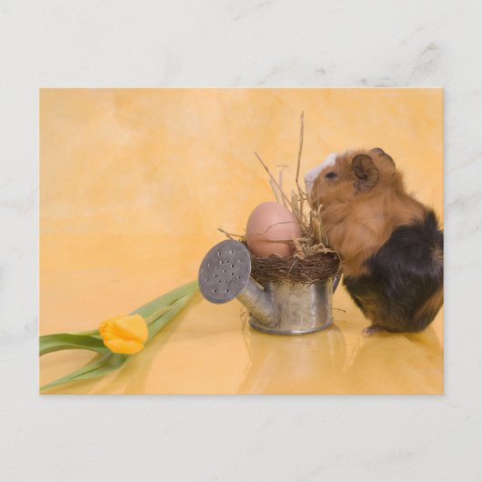 cavia briefkaart (Voorkant)
