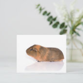cavia briefkaart (Staand voorkant)