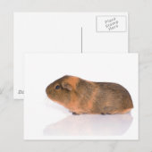 cavia briefkaart (Voorkant / Achterkant)