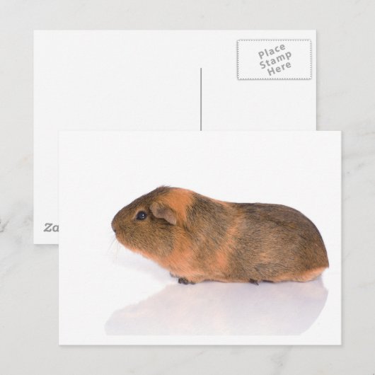 cavia briefkaart (Voorkant / Achterkant)