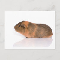 cavia