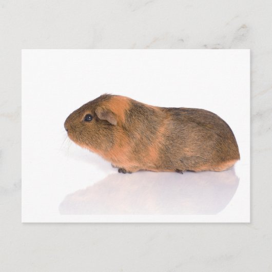 cavia briefkaart (Voorkant)