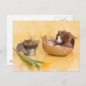 cavia briefkaart (Voorkant / Achterkant)