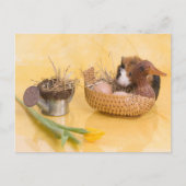 cavia briefkaart (Voorkant)