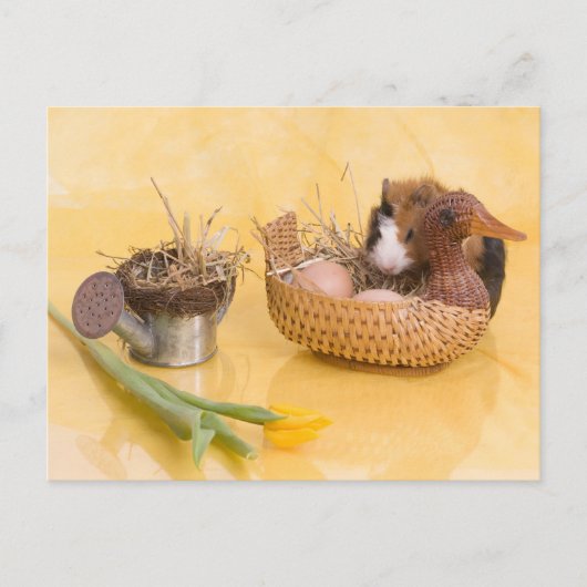cavia briefkaart (Voorkant)