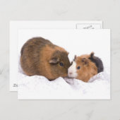 cavia briefkaart (Voorkant / Achterkant)