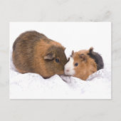 cavia briefkaart (Voorkant)