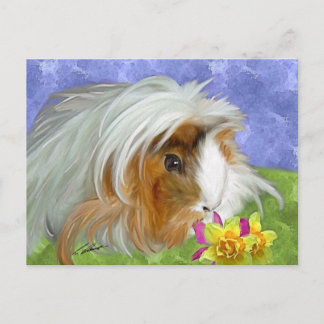 cavia briefkaart