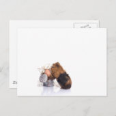 cavia briefkaart (Voorkant / Achterkant)