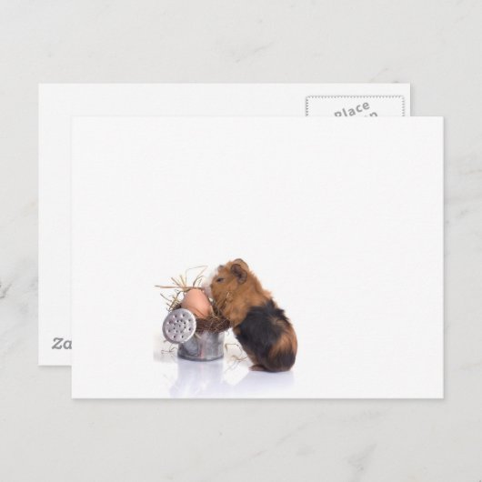 cavia briefkaart (Voorkant / Achterkant)