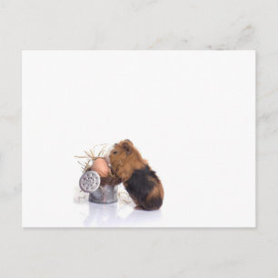 cavia briefkaart
