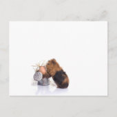 cavia briefkaart (Voorkant)