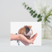 cavia briefkaart (Staand voorkant)