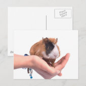 cavia briefkaart (Voorkant / Achterkant)