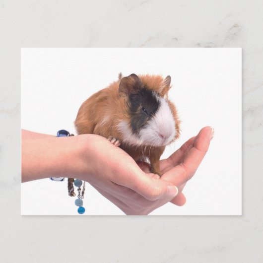 cavia briefkaart (Voorkant)