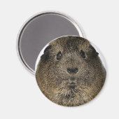 Cavia Close Up Magneet (Voorkant / Achterkant)