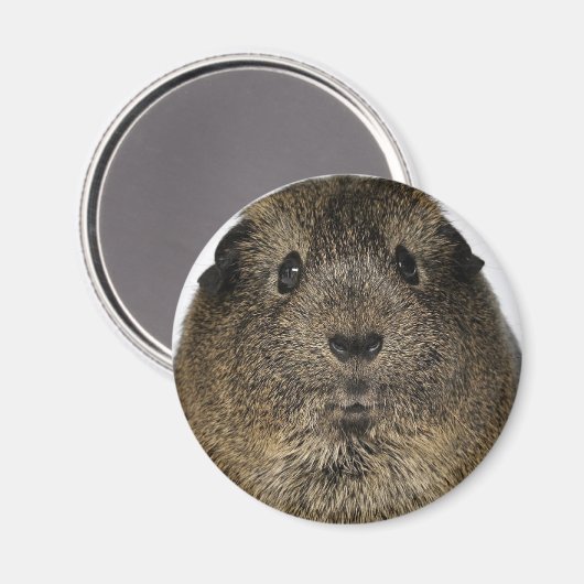 Cavia Close Up Magneet (Voorkant / Achterkant)