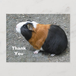 Cavia Foto Bedankt Briefkaart