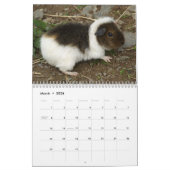 Cavia Foto's Kalender (Mar 2026)
