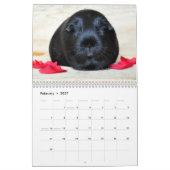 Cavia Foto's Kalender (Feb 2027)