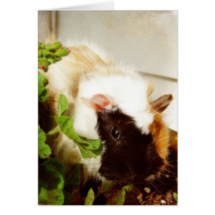 Cavia in de Bloemen