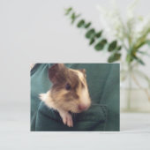 cavia in zak briefkaart (Staand voorkant)