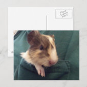 cavia in zak briefkaart (Voorkant / Achterkant)