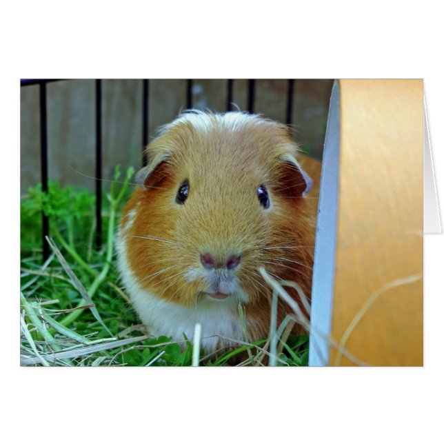 cavia-kaart (Voorkant Horizontaal)